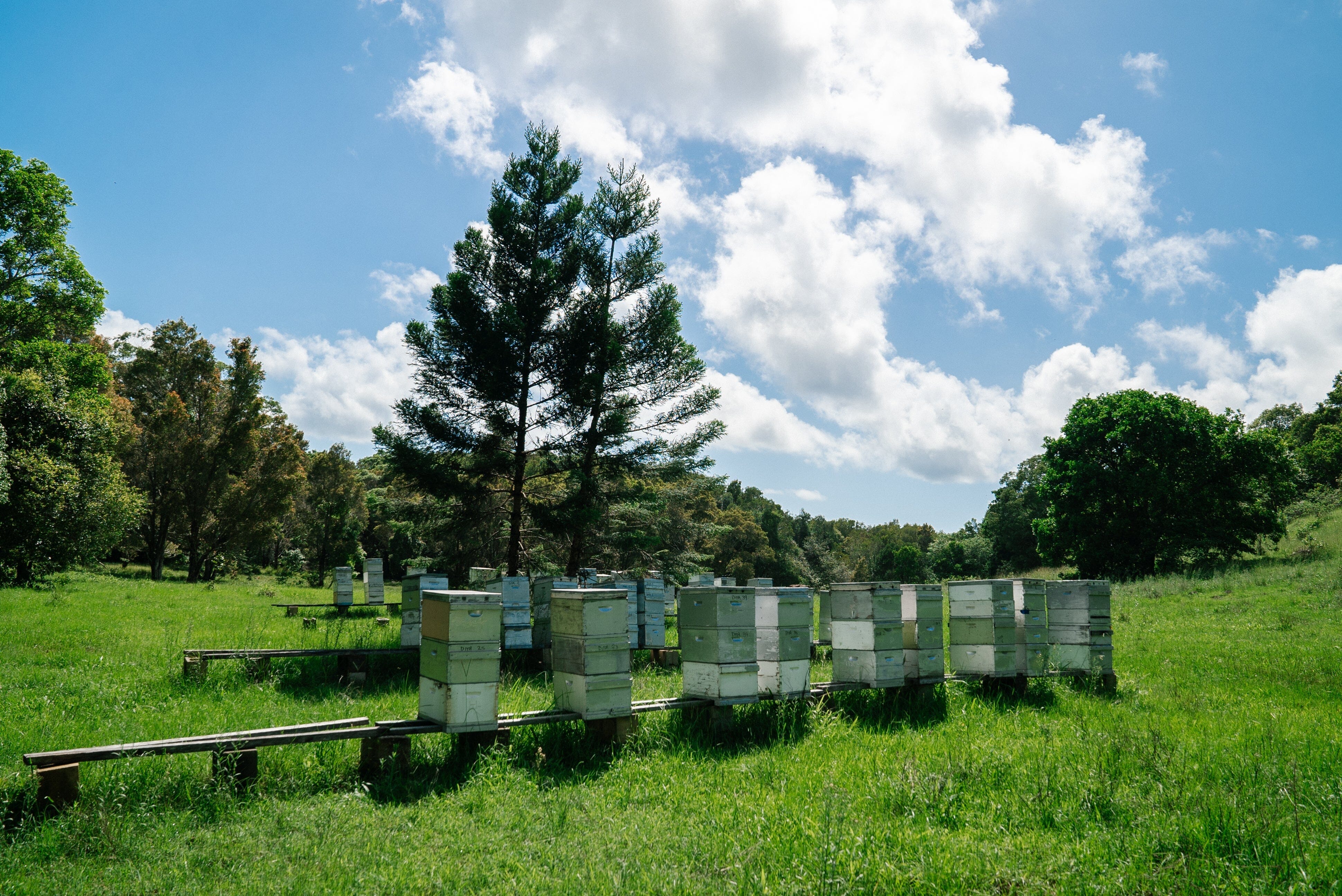 Disease of Bees: Comprehensive Guide to Honey Bee Pests and Diseases
