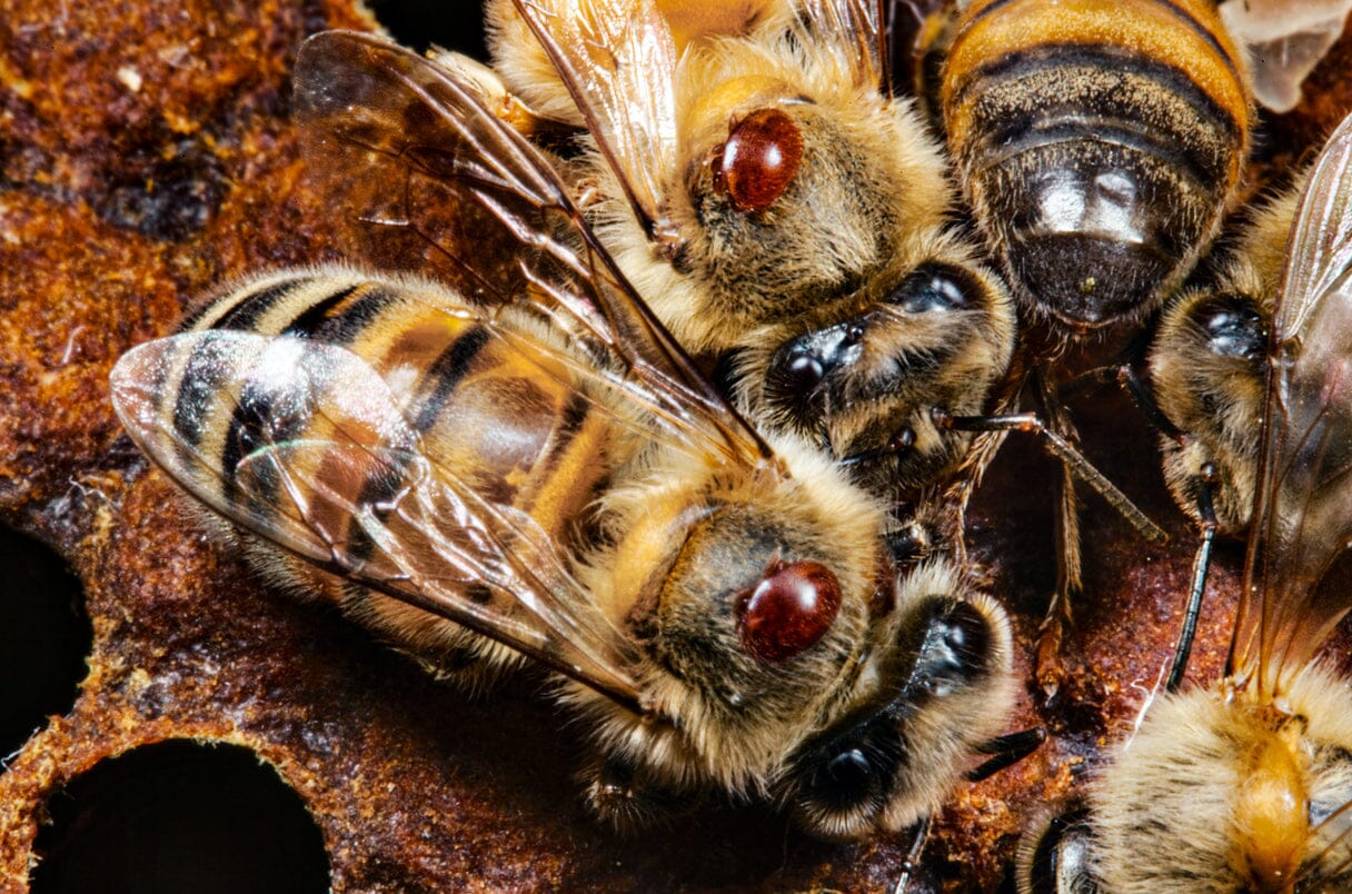 Varroa Destructor Mite: The Most Devastating Parasite of Honey Bees