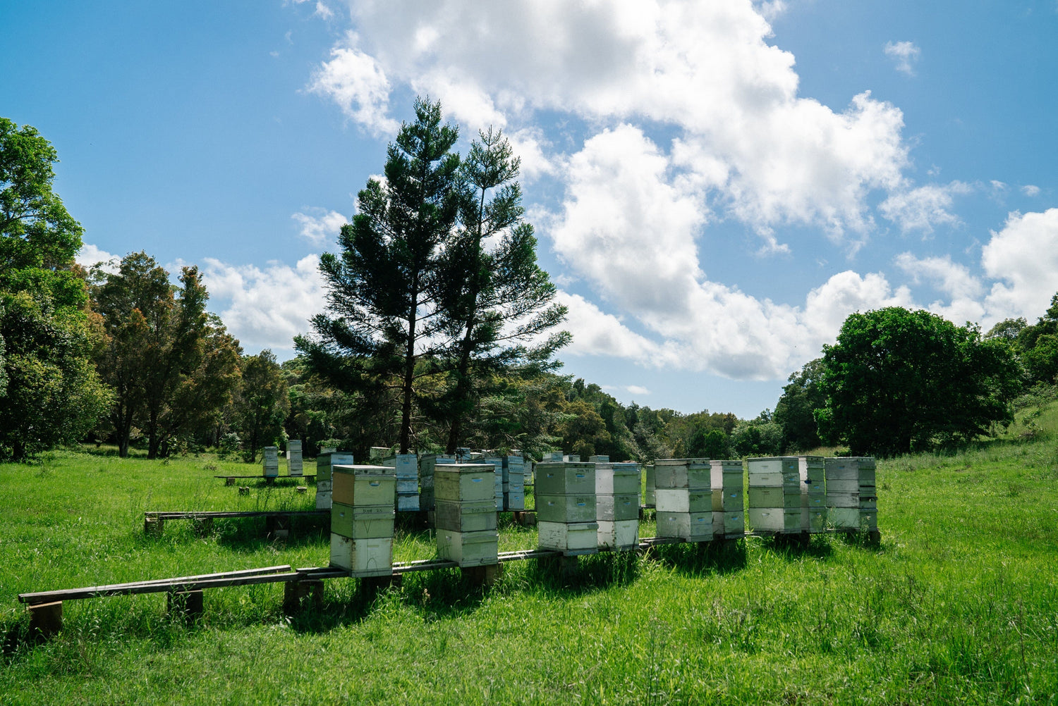 Disease of Bees: Comprehensive Guide to Honey Bee Pests and Diseases