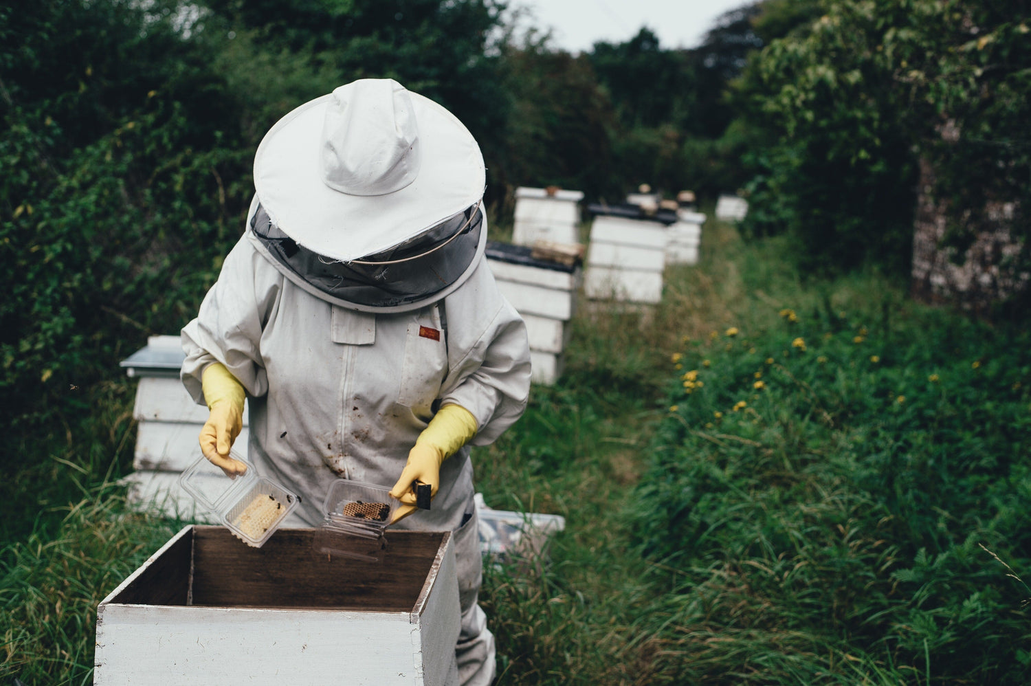 Picture of A Beekeeper