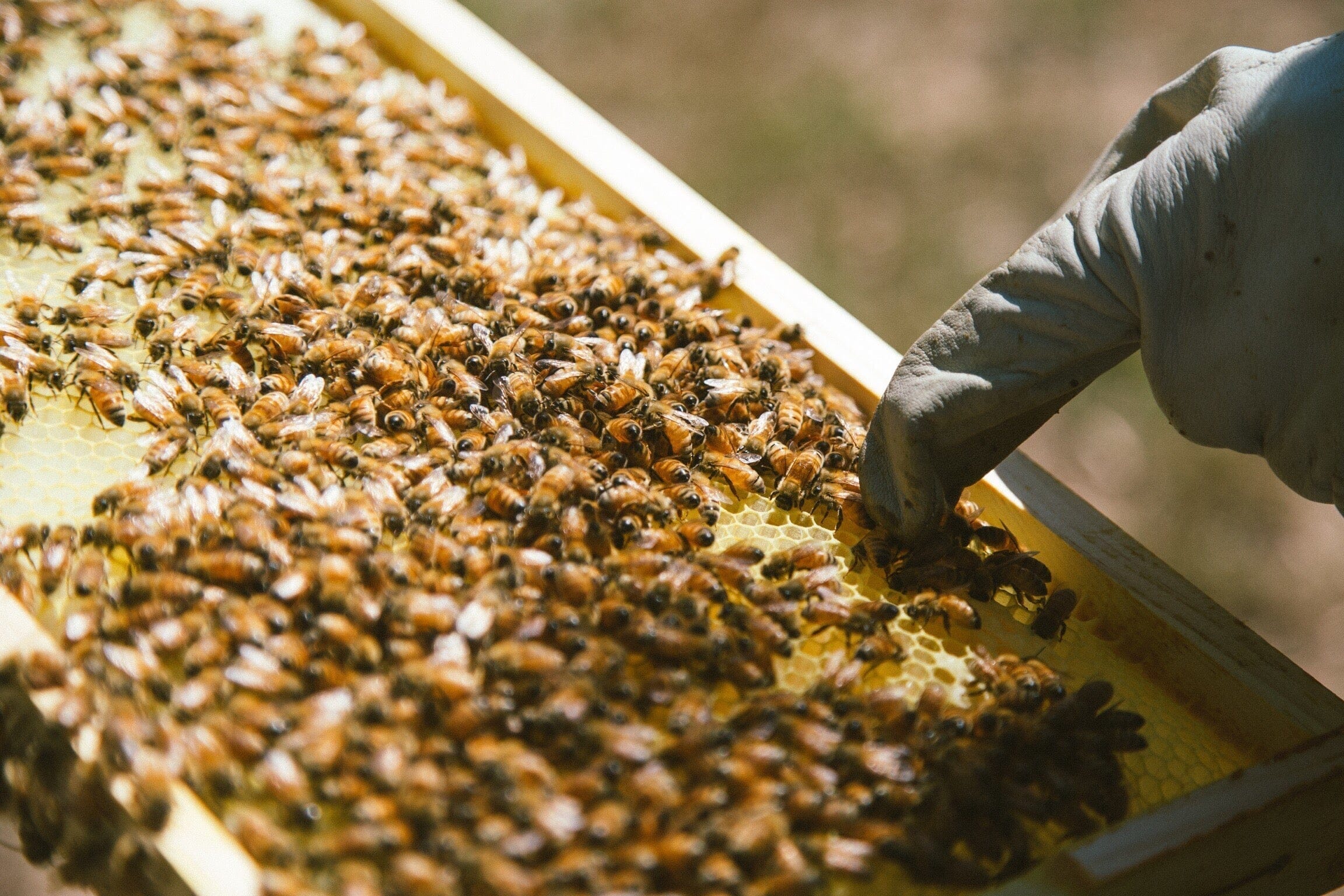 What Is Propolis? A Complete Guide To Our Favourite Ingredient