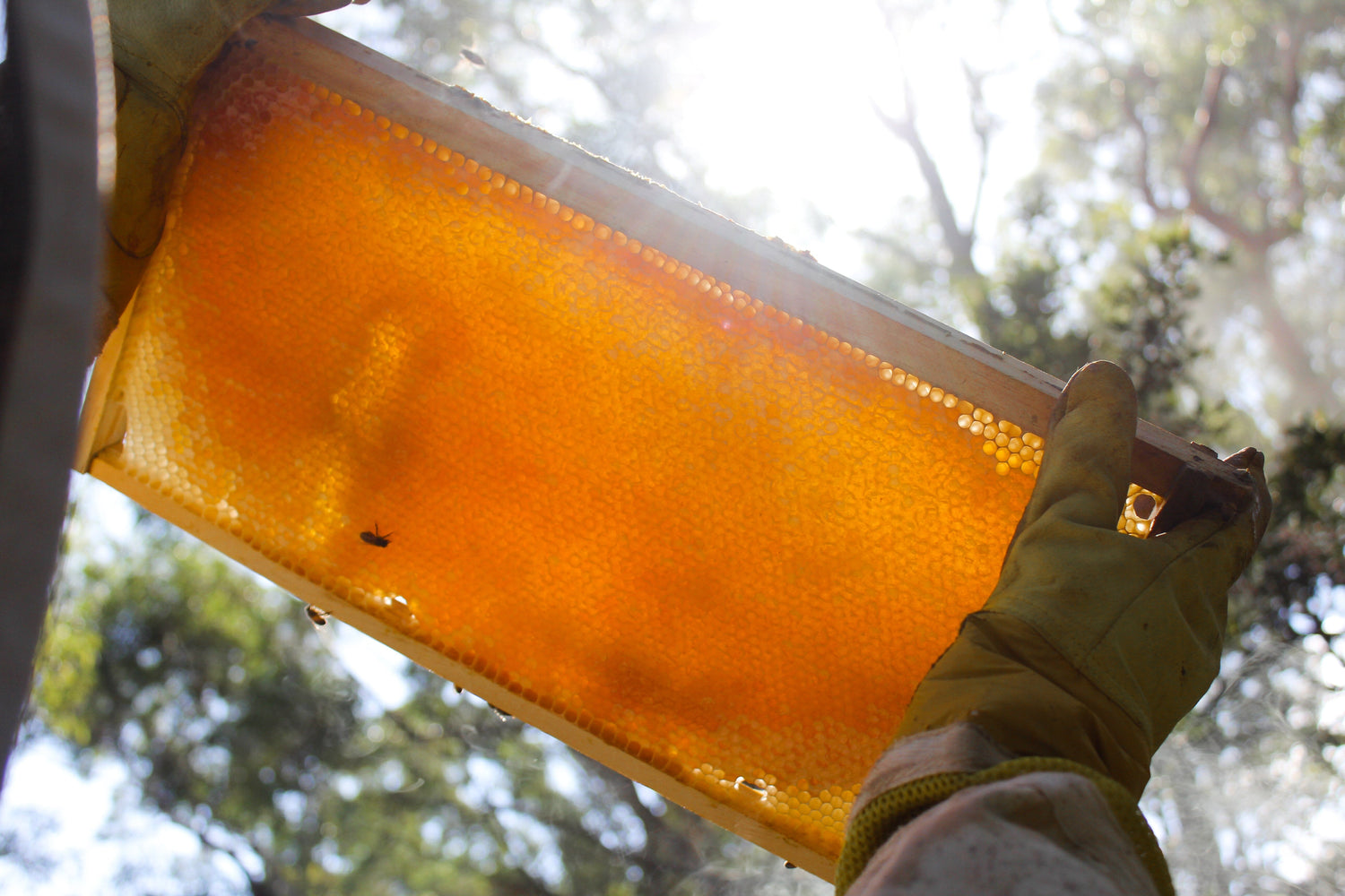 The Ongoing Debate | Where Is Manuka Honey Actually From?