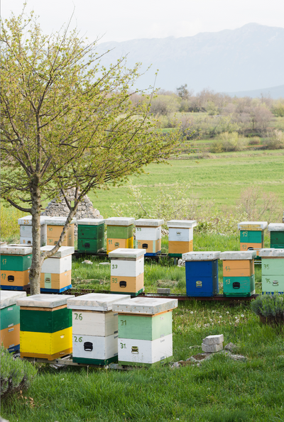 Power Foods from the Humble Hive