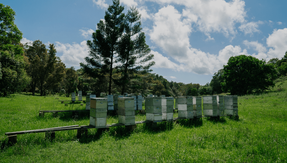 We Need To Change The Conversation About Bees