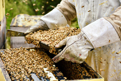 2 Honeybee Products That Make Amazing Medicine