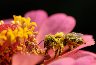 The Power of Pollen!