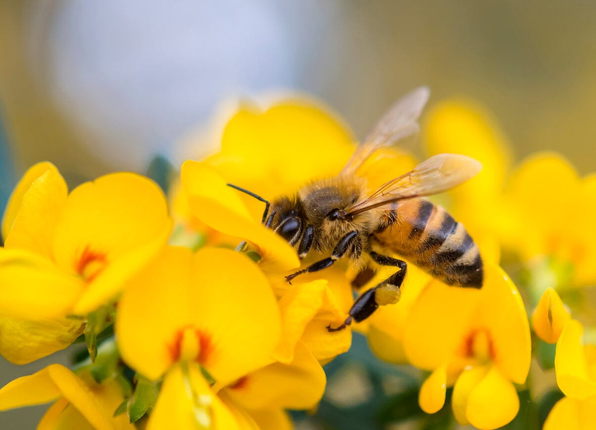 Bee collecting pollen