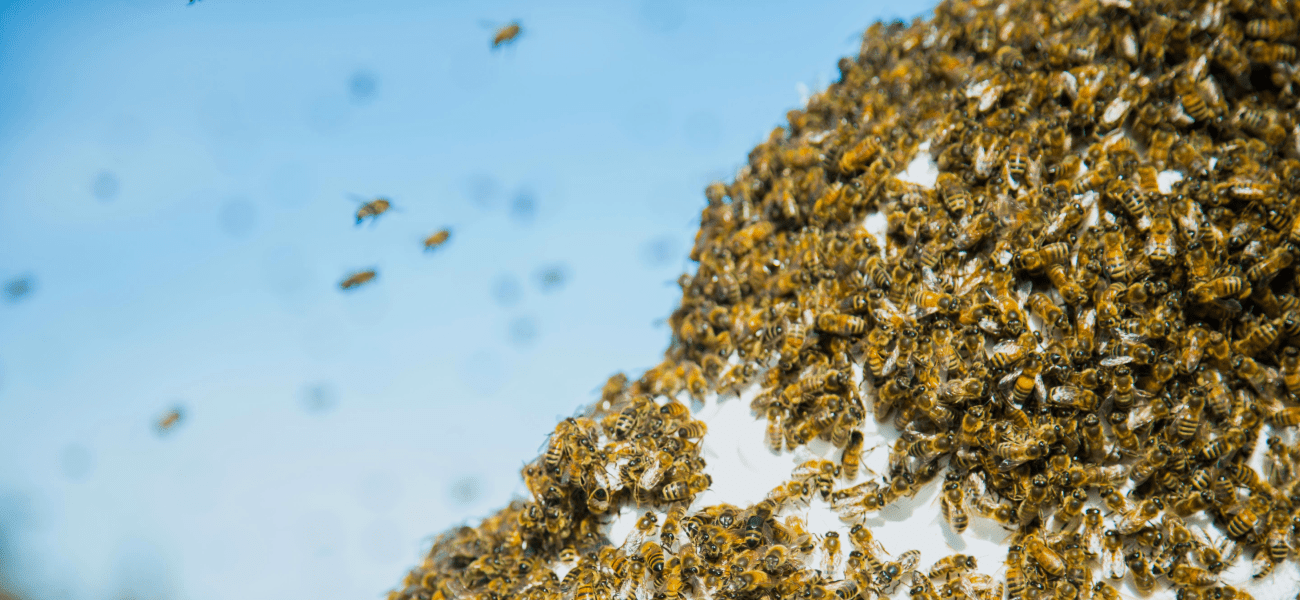 Holding Natural Life Bovine Colostrum Tablets