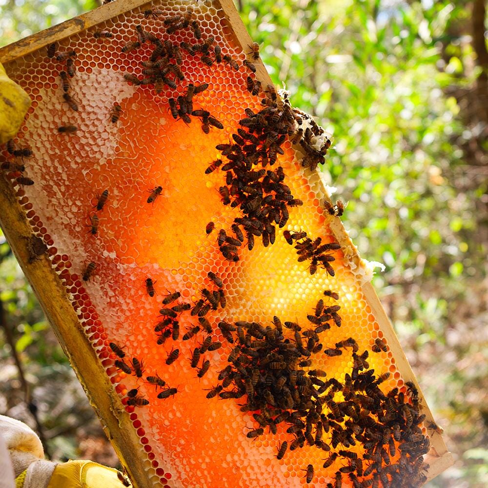 Immunity | Health & Wellbeing