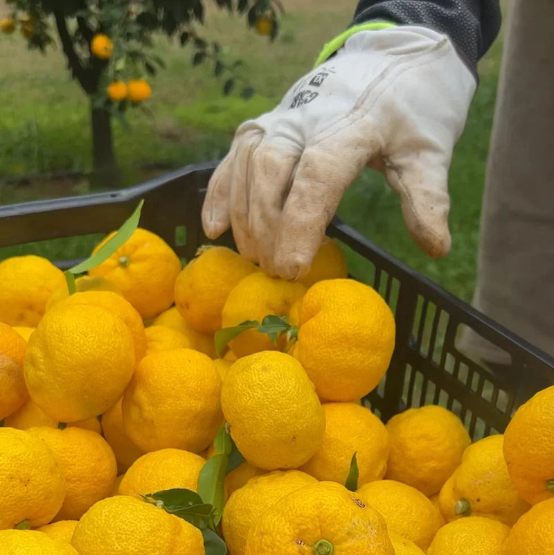 Rooftop Bees Yuzu Honey Natural Life Australia 