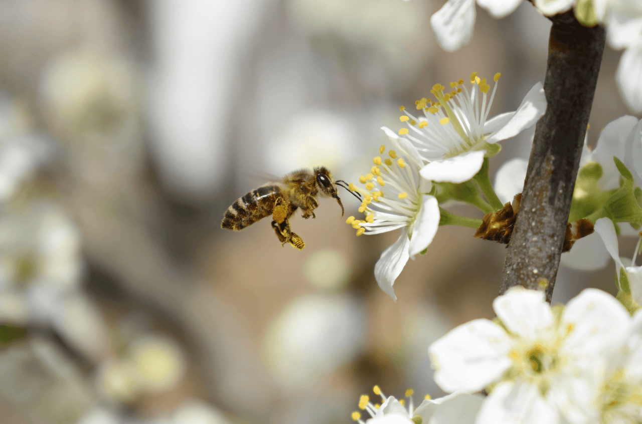 Natural Life™ Propolis 2000mg 365 capsules Natural Life™ Australia 